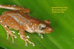 Nyctixalus pictus