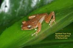 Nyctixalus pictus