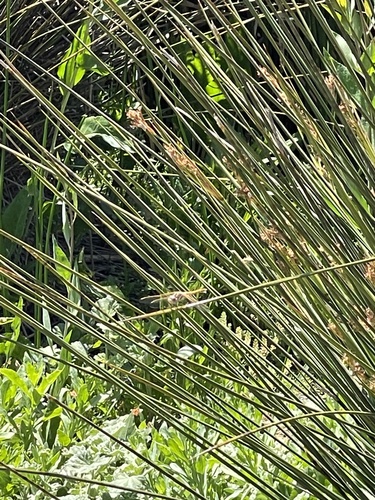 iNaturalist observation photo of Variegated Meadowhawk