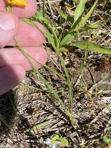 Image of Linum rigidum by (c) Meghan Cassidy, some rights reserved (CC BY-SA)
