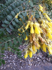 Sophora macrocarpa