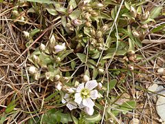 Gentianeae