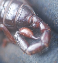 Chactas vanbenedenii