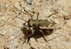 Neocicindela latecincta