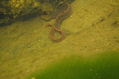 Gymnothorax polyuranodon