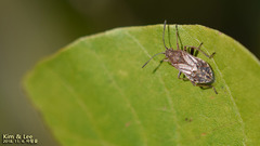 Stictopleurus minutus