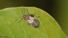 Stictopleurus minutus