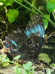 Morpho helenor peleides