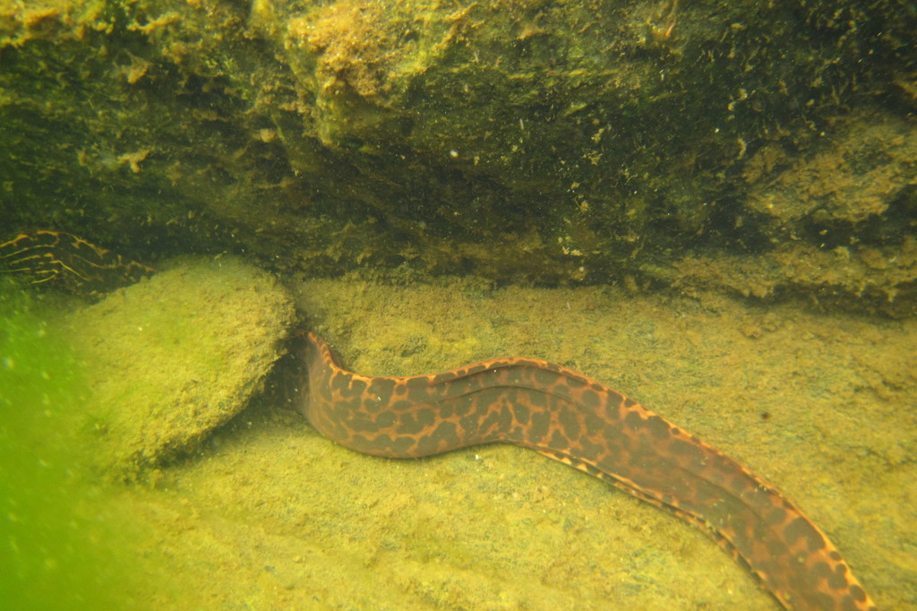 Freshwater Moray