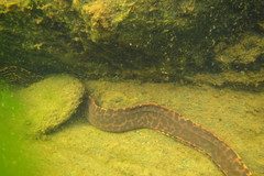 Gymnothorax polyuranodon