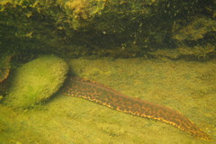 Gymnothorax polyuranodon
