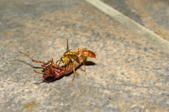 Agelaia centralis image