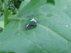 Cassida dorsovittata