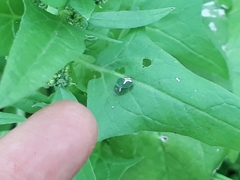 Cassida dorsovittata