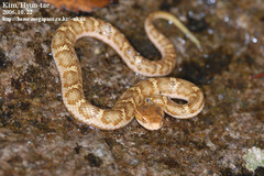 Gloydius ussuriensis