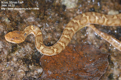 Gloydius ussuriensis