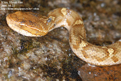 Gloydius ussuriensis