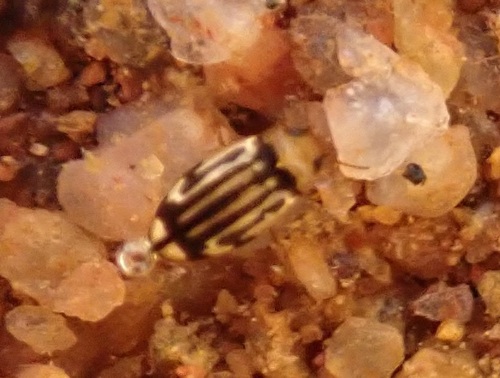 Hydroglyphus orthogrammus