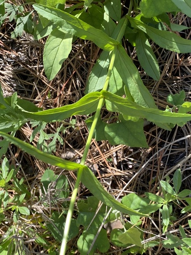 Image of Penstemon laxiflorus by (c) Meghan Cassidy, some rights reserved (CC BY-SA)