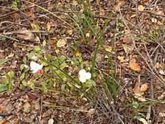 Libertia mooreae