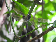 Gynacantha subinterrupta