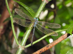 Gynacantha subinterrupta
