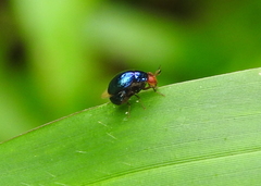 Celyphidae