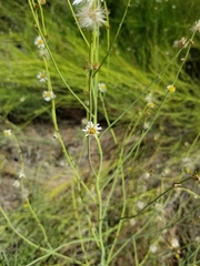 Chloracantha spinosa spinosa