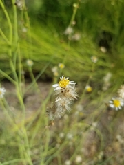 Chloracantha spinosa spinosa