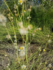 Chloracantha spinosa spinosa