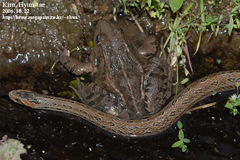 Pelophylax nigromaculatus