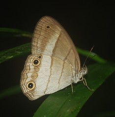 Euptychoides laccine