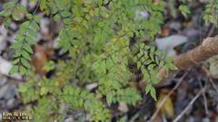 Zanthoxylum schinifolium