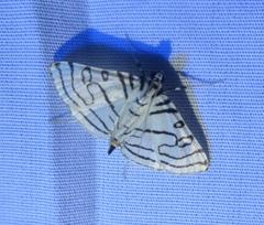 Conchylodes concinnalis