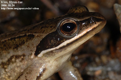 Rana coreana