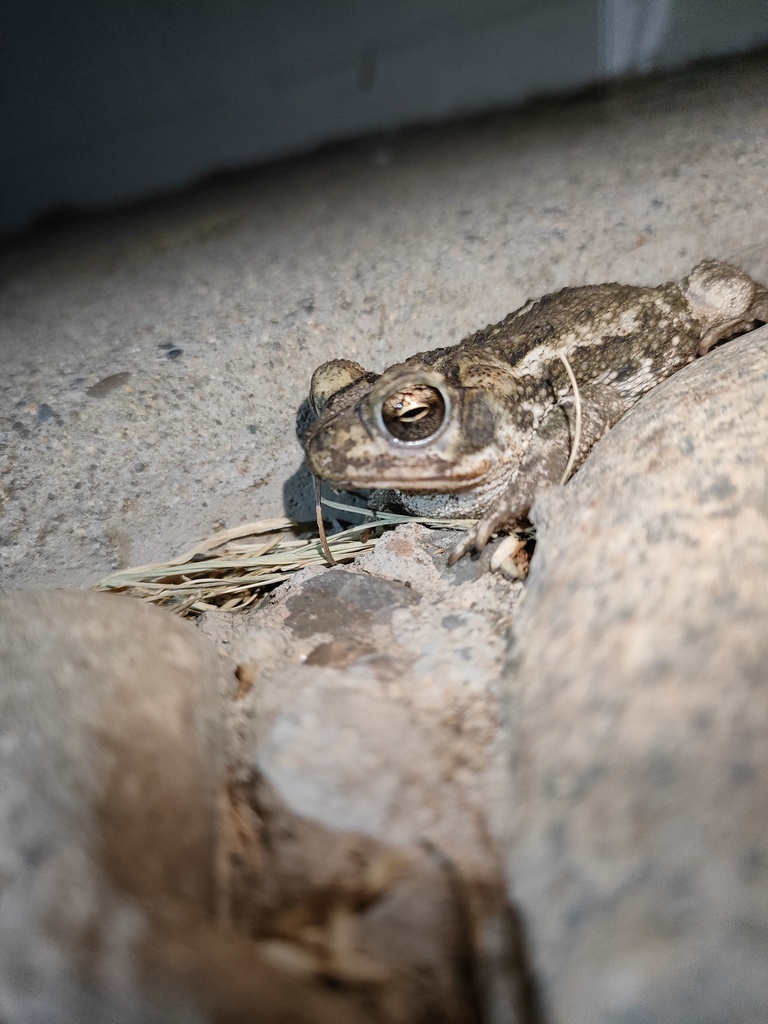 Sinaloa toad from Escuinapa Sin México on April 29 2023 at 09 17 PM by RaulBaG iNaturalist