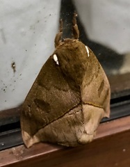 Automeris zugana