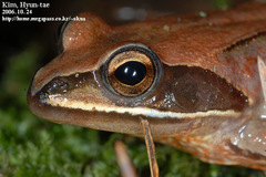 Rana coreana