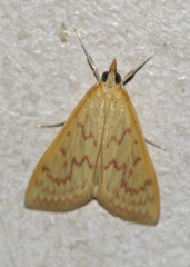 Pyraustinae