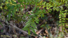 Zanthoxylum schinifolium