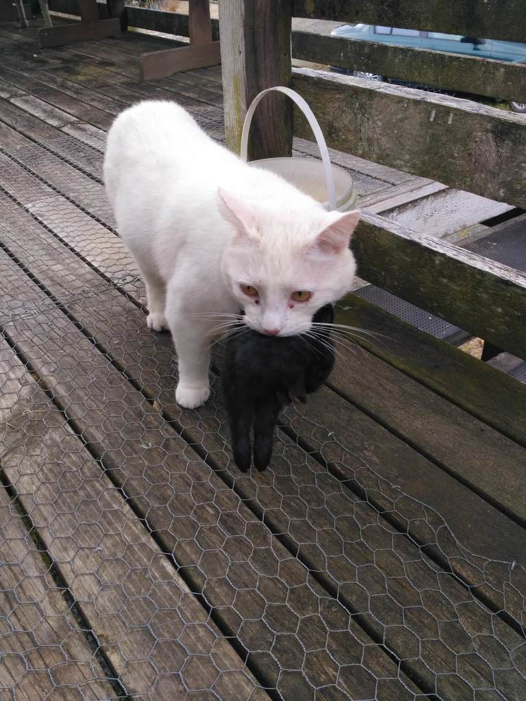 European Rabbit from Papatowai on November 4, 2018 by Dave Holland ...