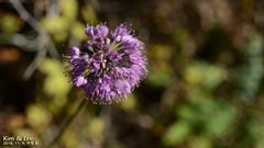 Amerallium