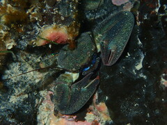 New Zealand Half Crab - Photo (c) William Harland, some rights reserved (CC BY), uploaded by William Harland