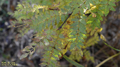 Zanthoxylum piperitum