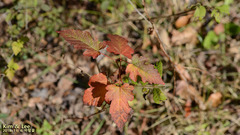 Rubus crataegifolius