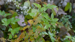 Rubus crataegifolius