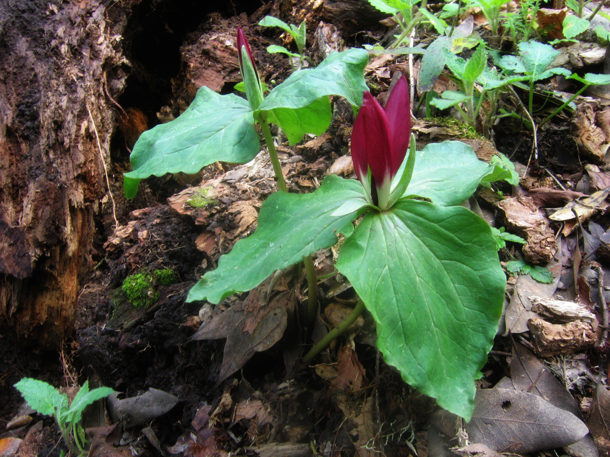 Trillium chloropetalum