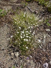 Eremogone capillaris