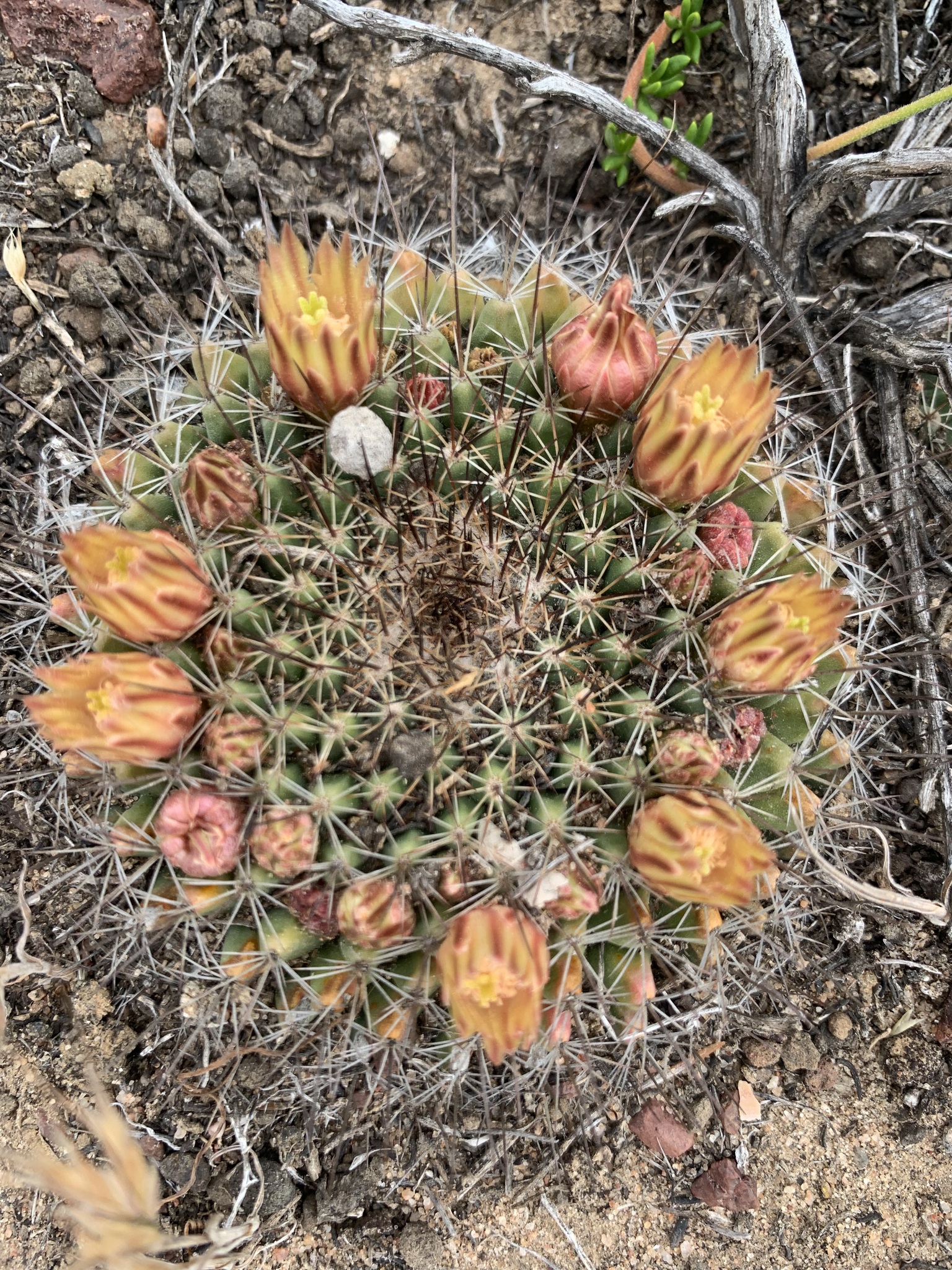 Mammillaria brandegeei