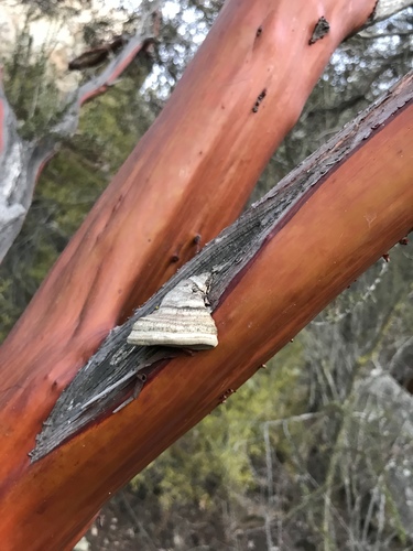 Fomes arctostaphyli image